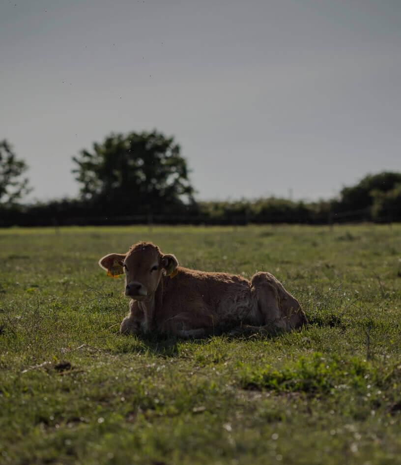 kutjevo livestock