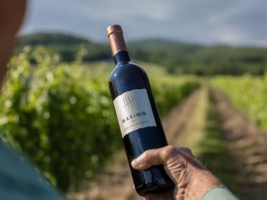 kutjevo wine