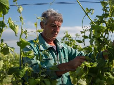 kutjevo wine
