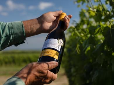 kutjevo wine