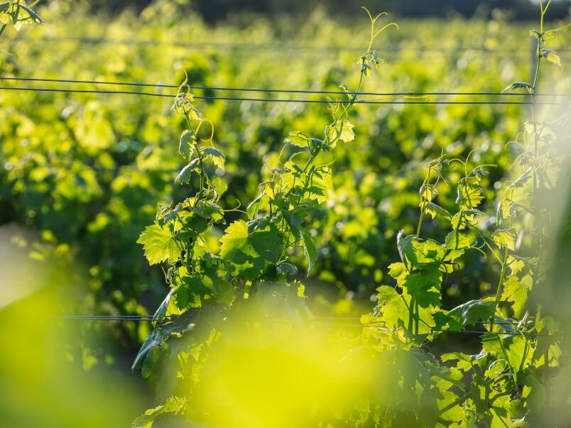 kutjevo wine