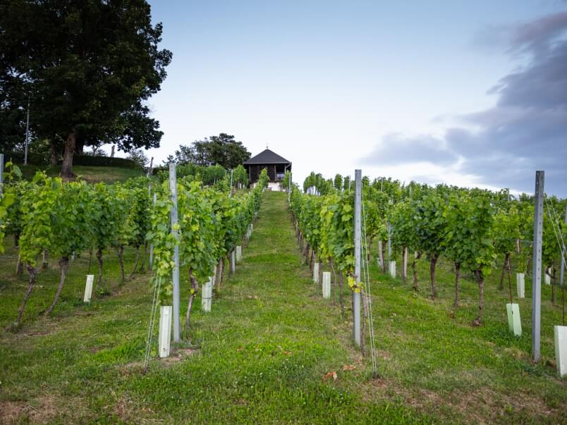 kutjevo wine
